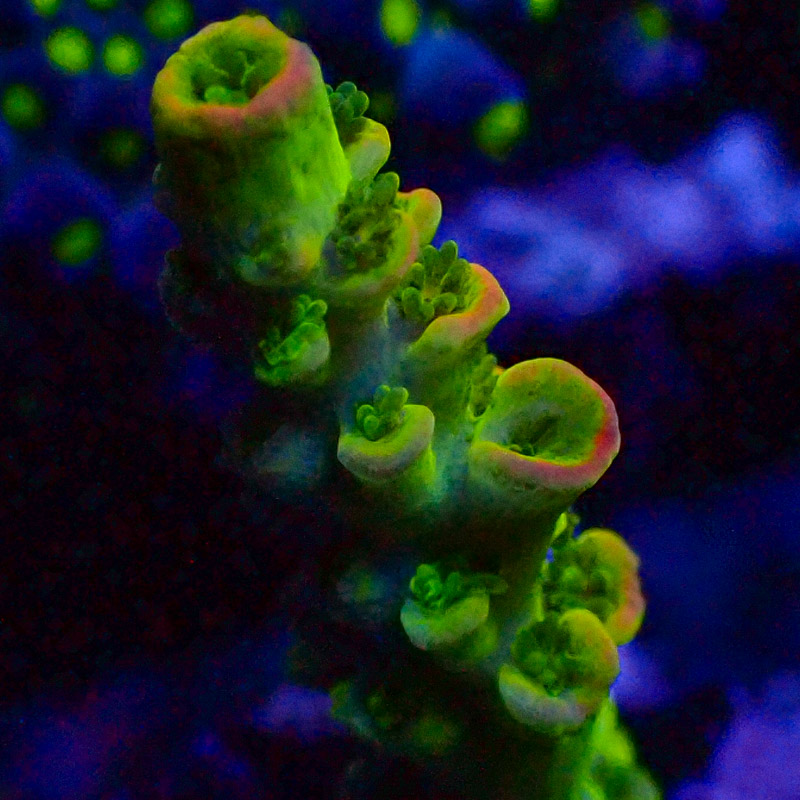 Acropora