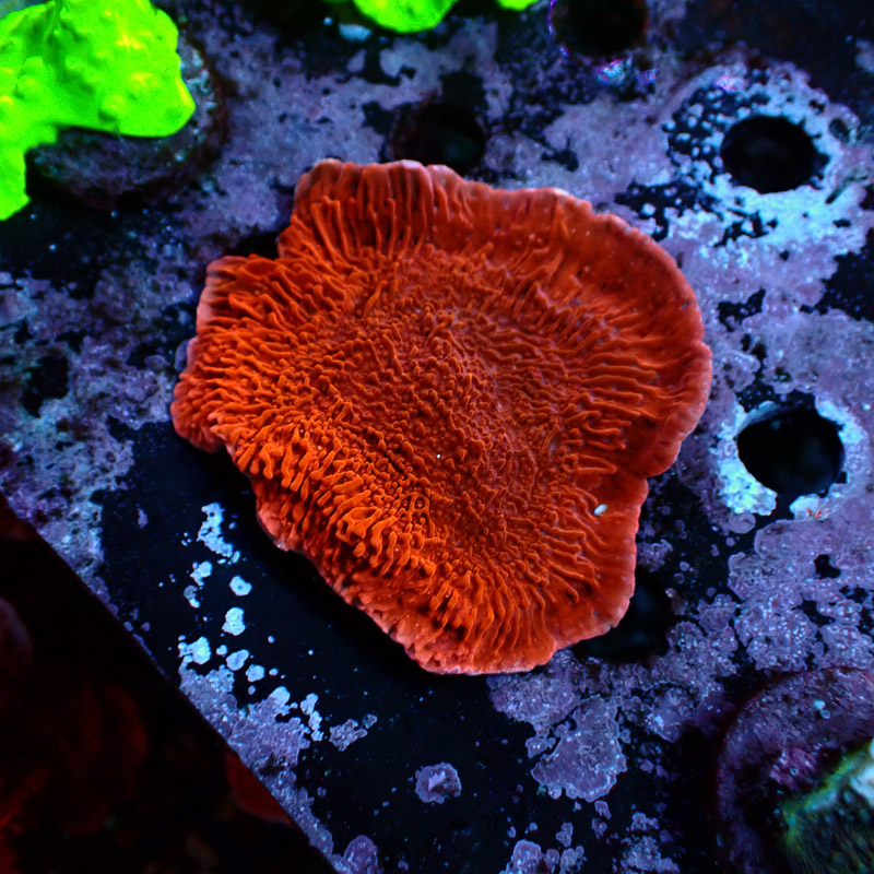 Montipora Rot Frag 11