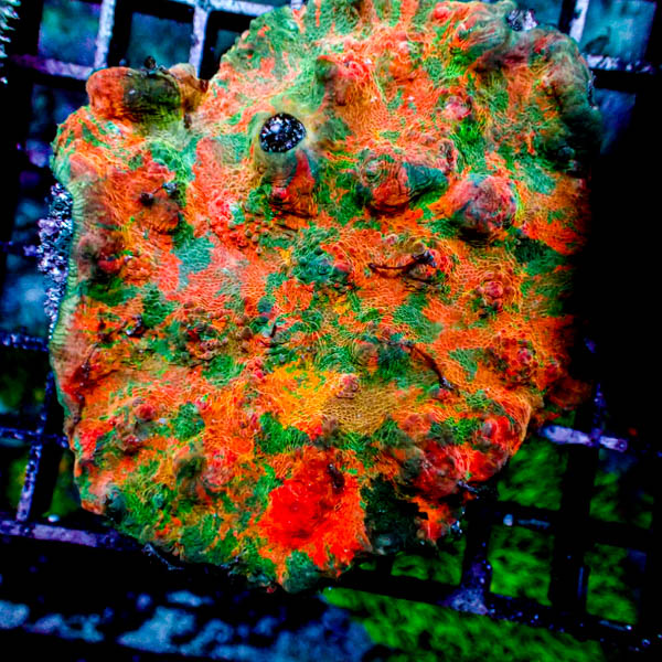 Chalice Rainbow Sherbet