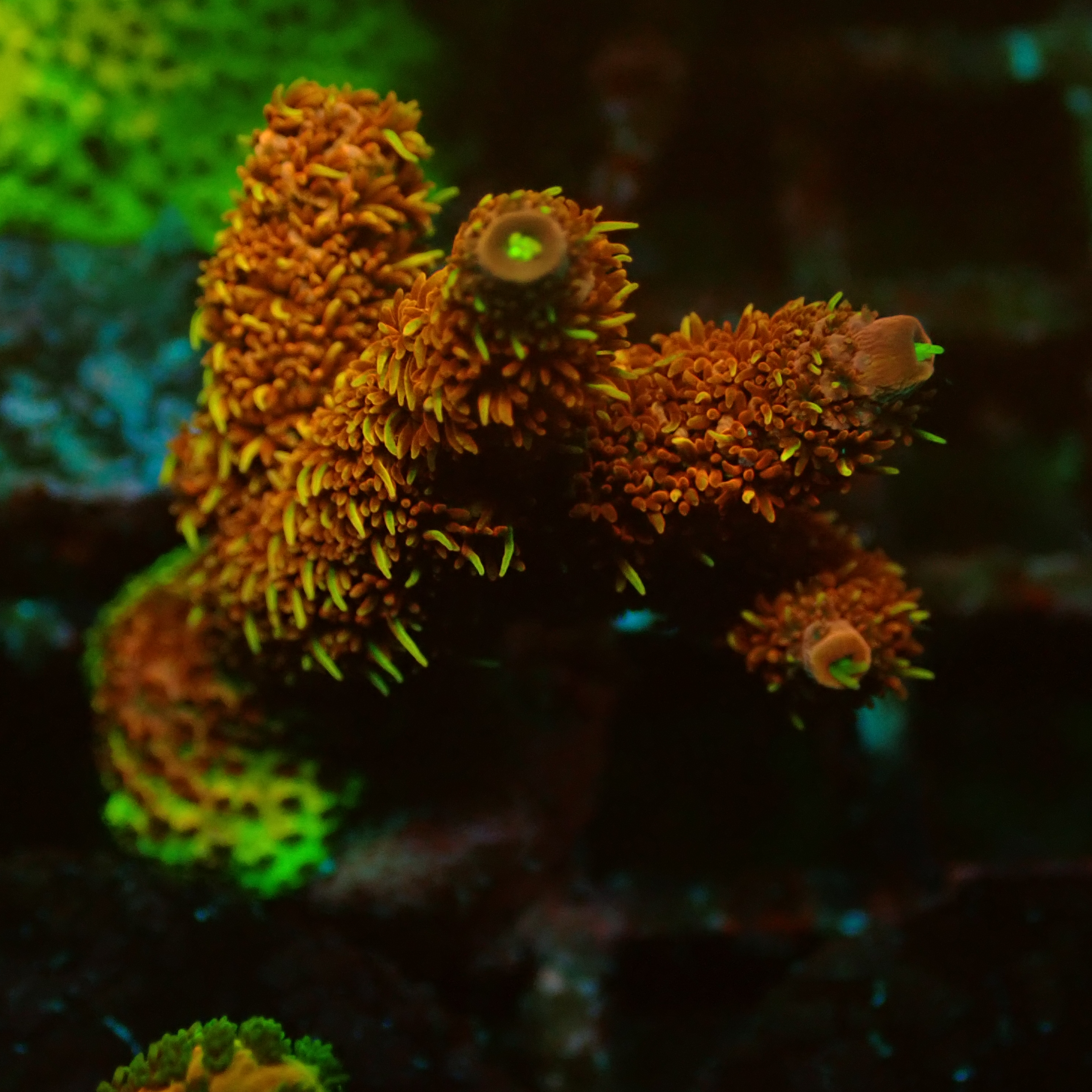 Acropora MC Bloody Mary DNZ