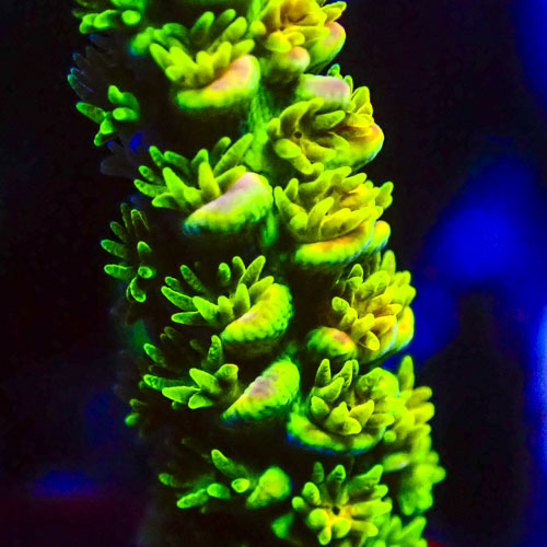 Acropora MC Lime Tower