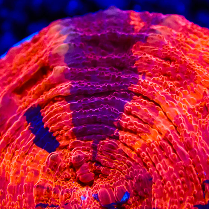 Scolymia MC Cosmic Fireball