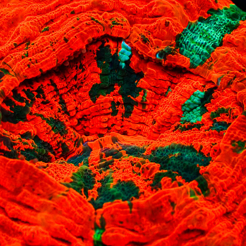 Acanthophyllia MC Orange Monster