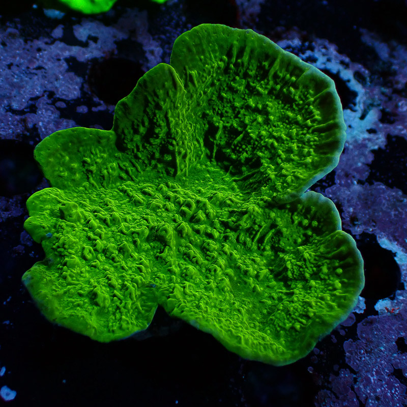 Montipora Grün Frag 02
