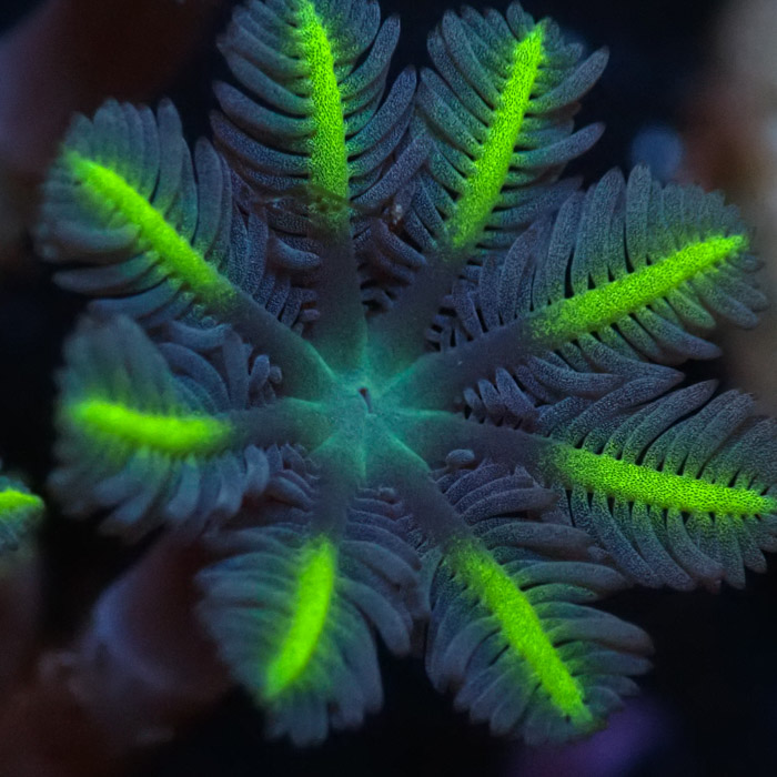 Clavularia MC Ultra Green