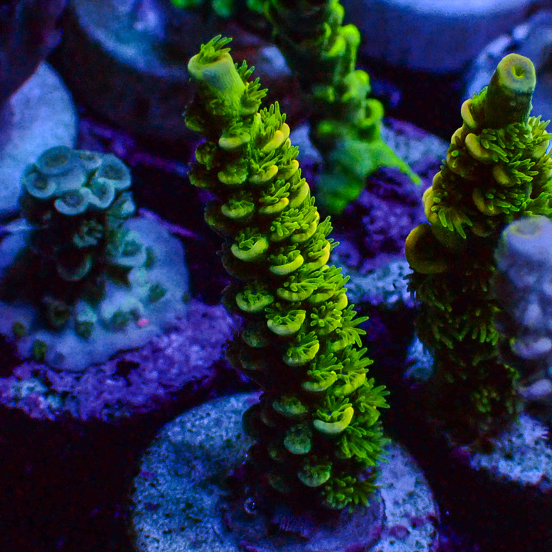 Acropora