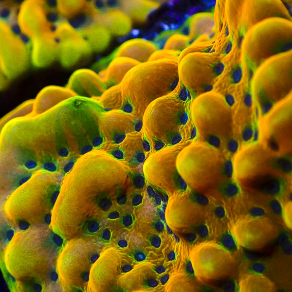 Montipora MC Crazy T.