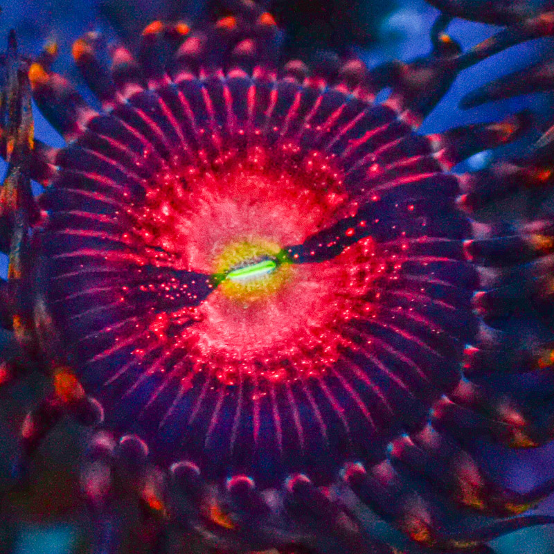 Zoanthus MC Playboy Bunny