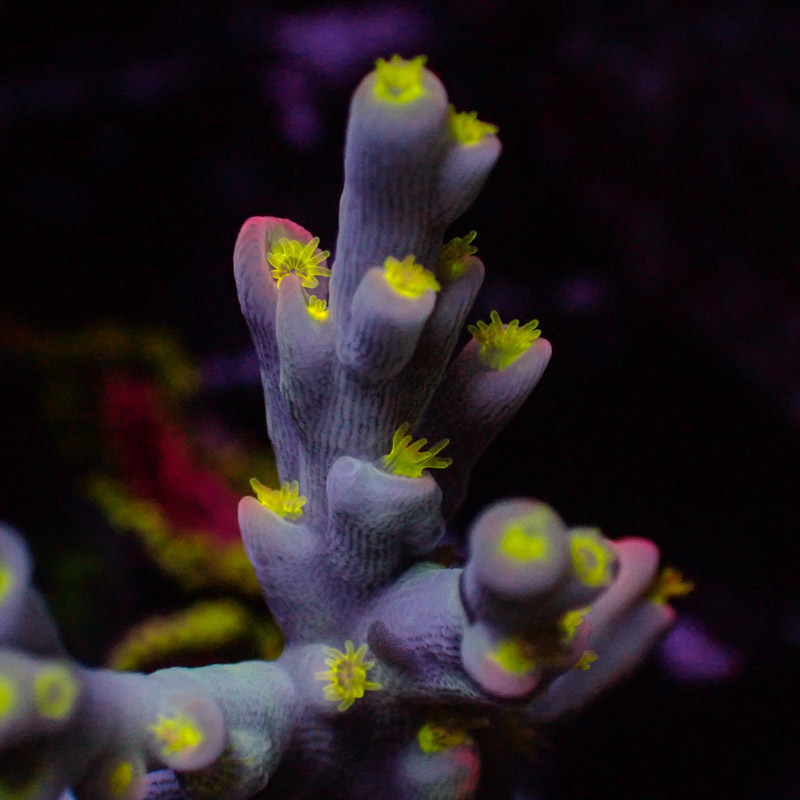 Speciosa Flaming Sunrise Frag 02
