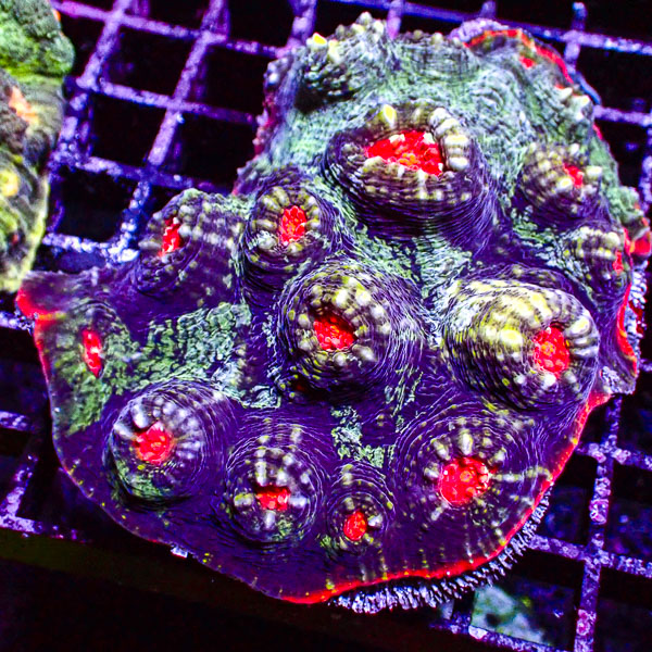 Chalice MC Purple Chaos Red Rim