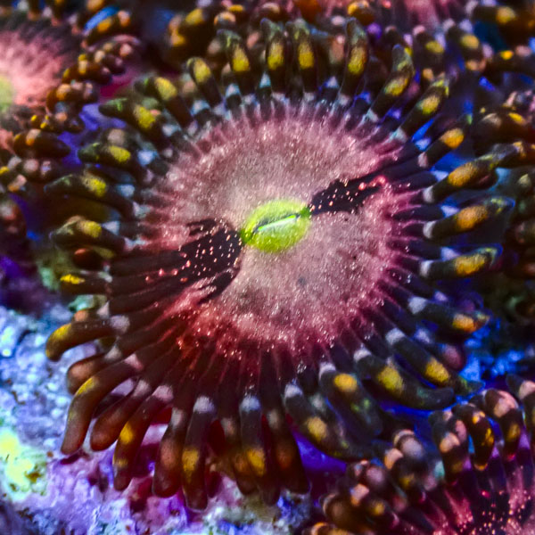 Zoanthus MC Playboy Bunny