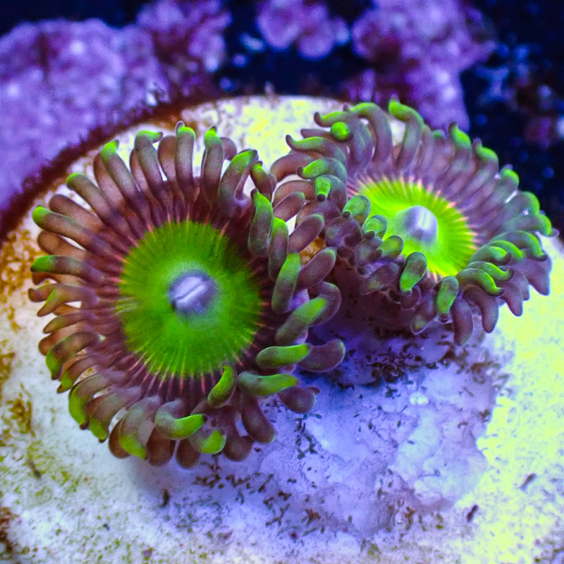 Zoanthus MC Candy Apple Pink