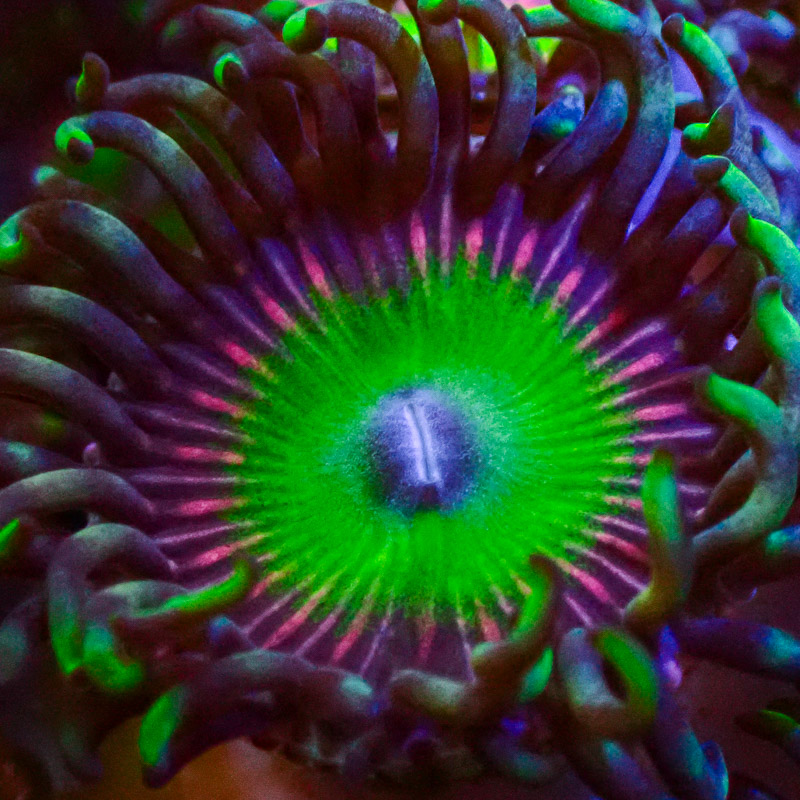 Zoanthus MC Candy Apple Pink