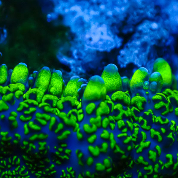 Rhodactis MC Venom Iceburst