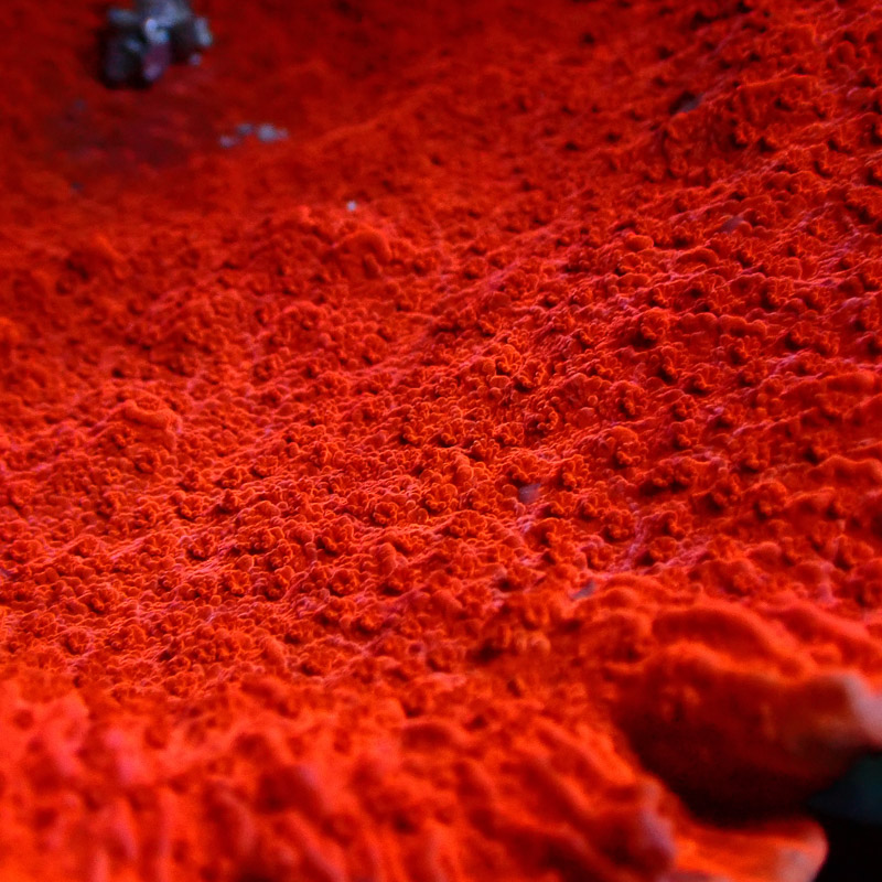 Montipora Rot Frag 21