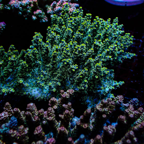 Acropora Blau Grün