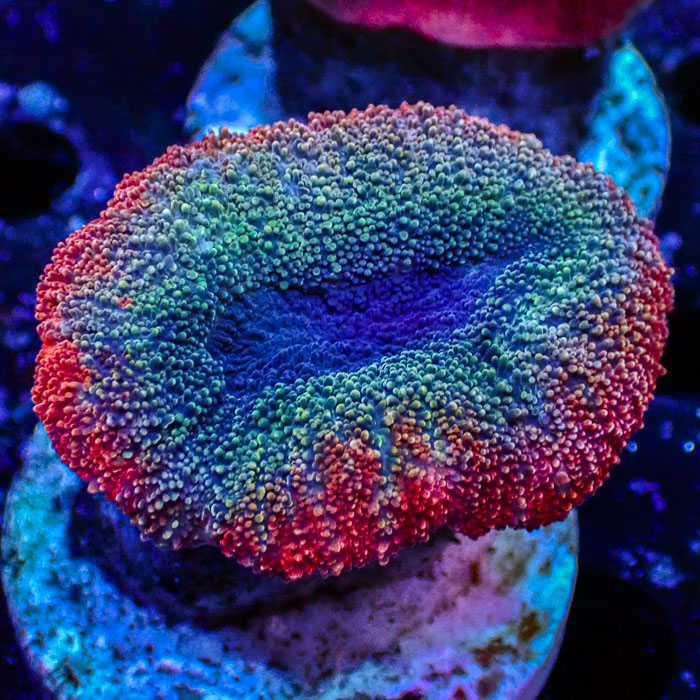 Lobophyllia MC Galaxy Pebble