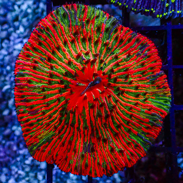 Fungia MC Neon Ragnarok