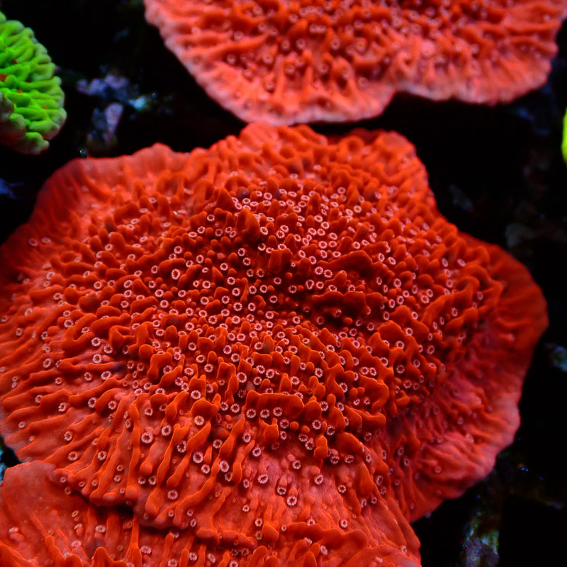 Montipora Rot Frag 15