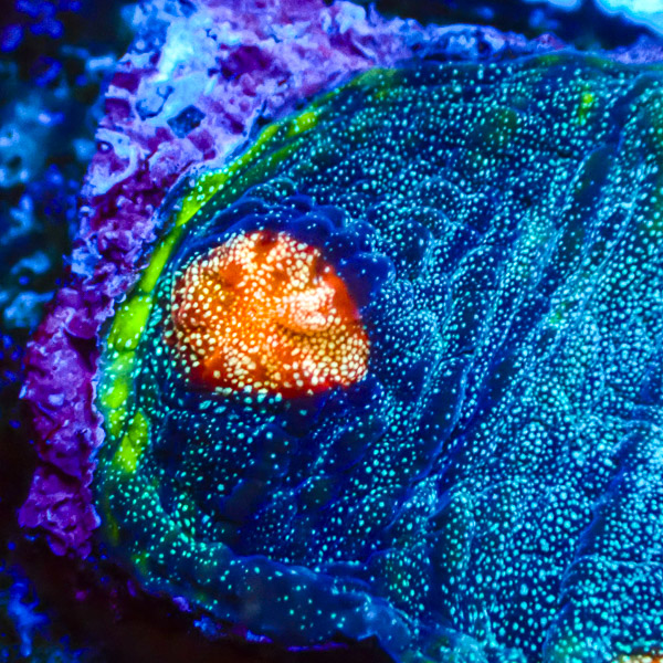 Chalice MC Deep Sea Sparks NZ