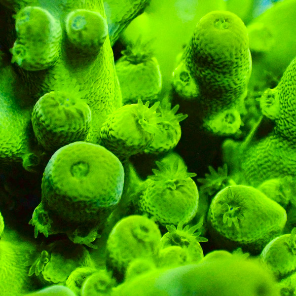 Acropora Ultra Grün