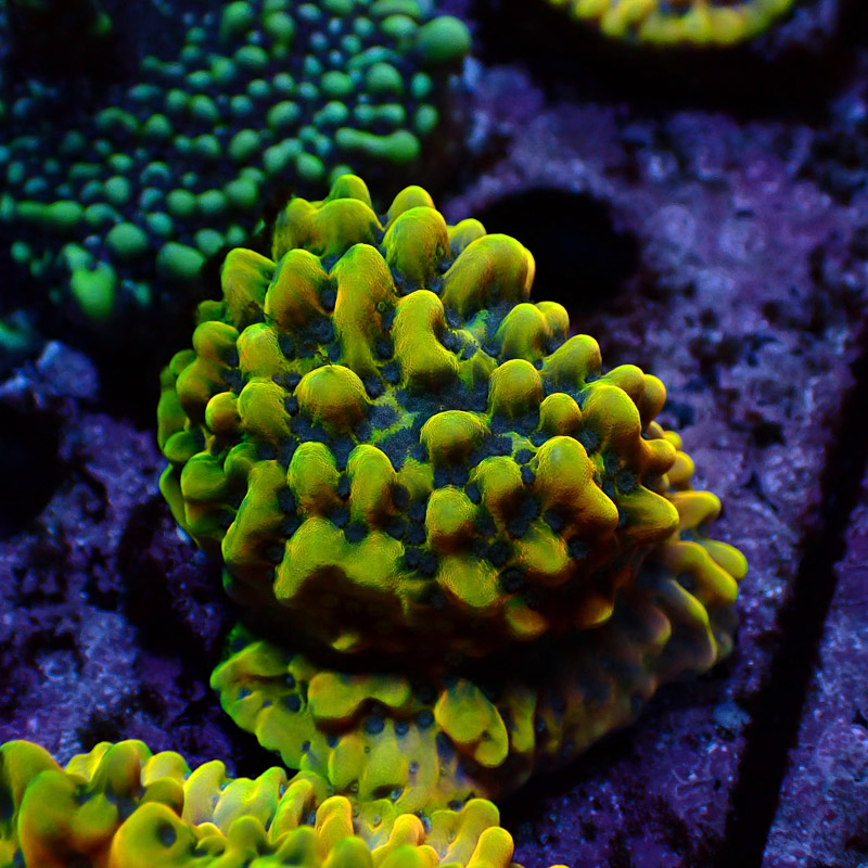 Montipora Crazy T. Frag 14