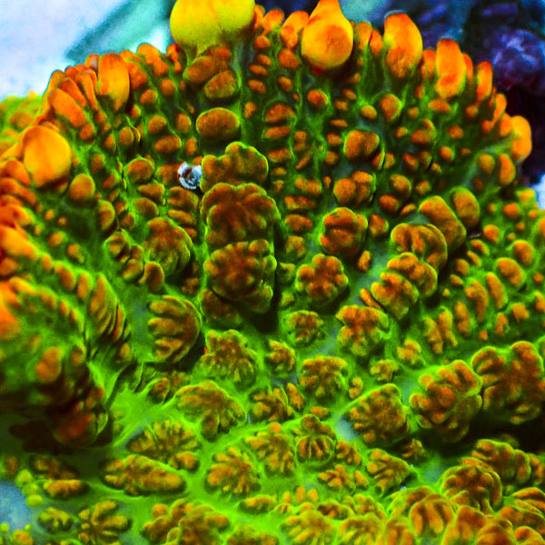 Rhodactis MC Solar Venom