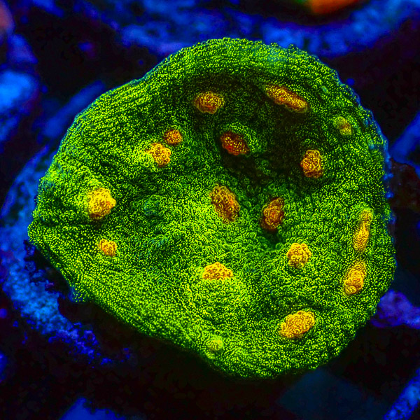 Chalice MC Lemon Spots NZ