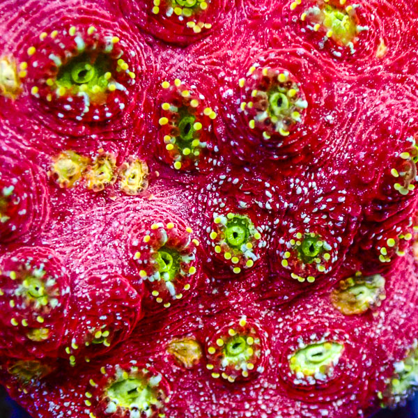 Chalice MC Hypernova Blossom