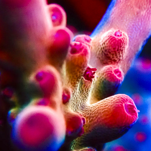Acropora MC Supernova