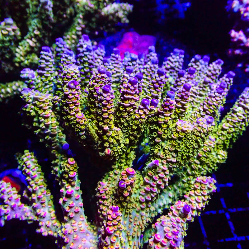 Acropora Walt Disney – Exklusive SPS mit Grün-Lila-Pinkem Farbspiel