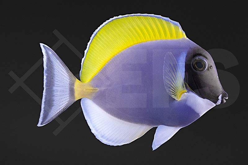 Weißkehl Doktorfisch