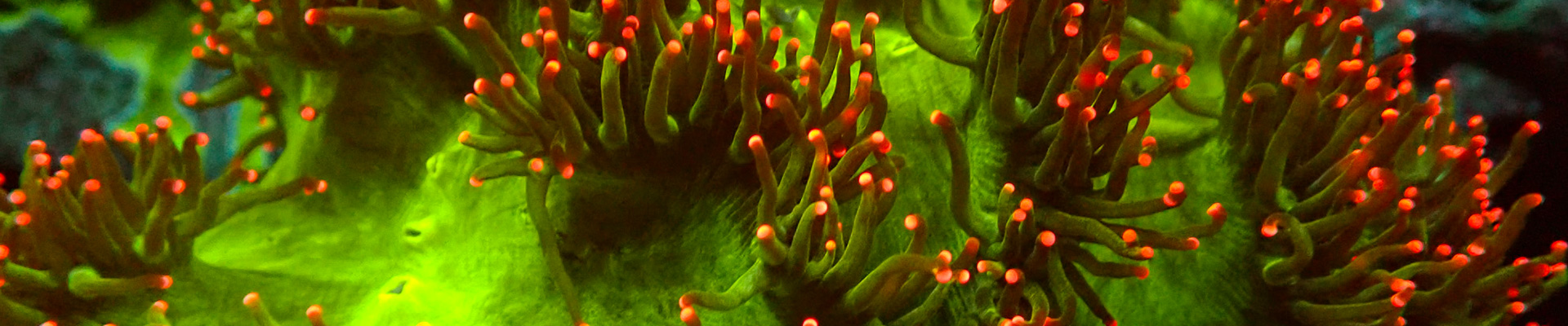 Catalaphyllia Elegance Koralle – grün-rosa Tentakel in voller Pracht