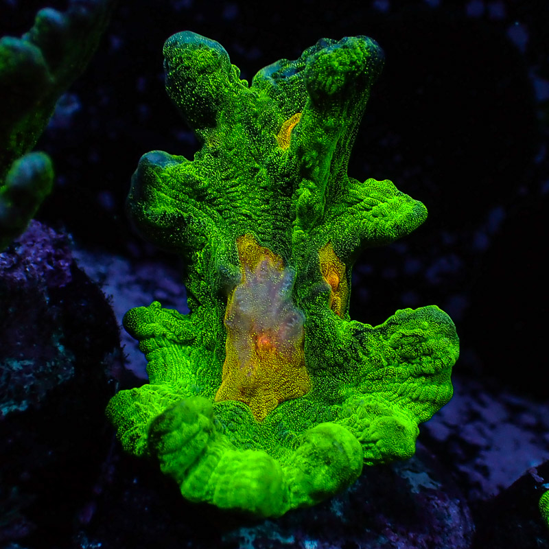 Pectinia Space Invader Frag 02