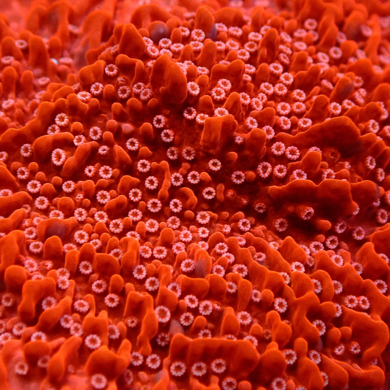 Montipora Rot Frag 15