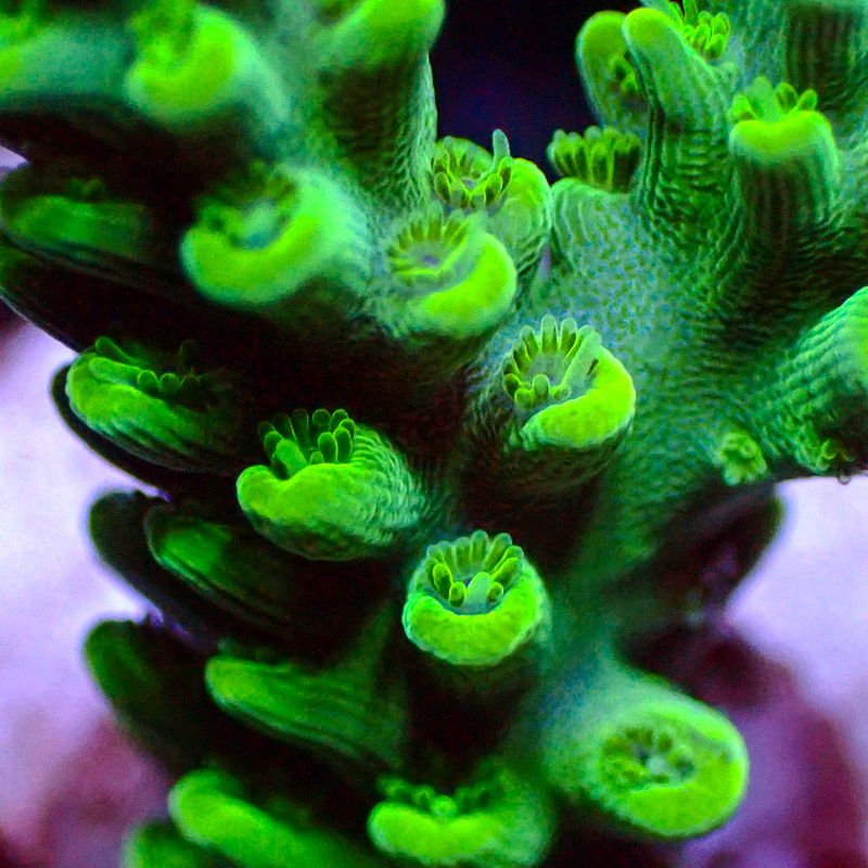 Acropora