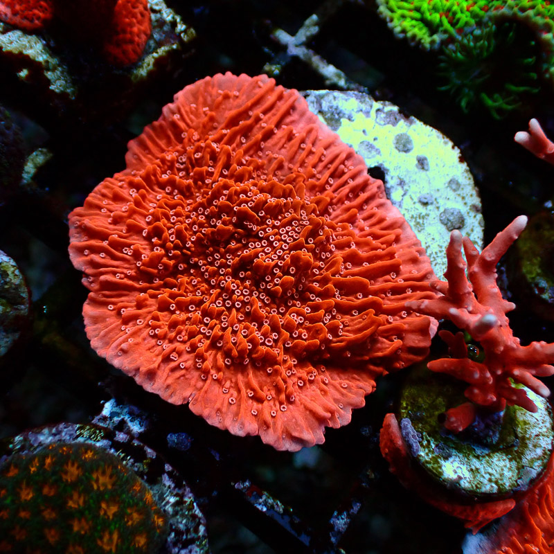 Montipora Rot Frag 02