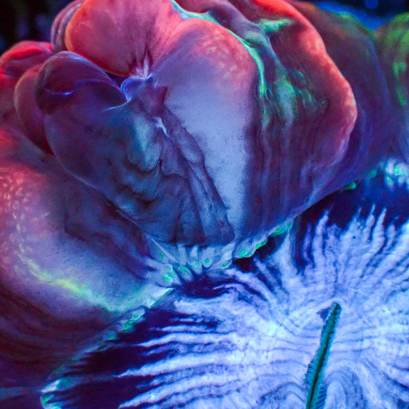 Cynarina MC Electric Blue