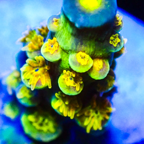 Acropora MC Sapphire Cap Gold Cluster