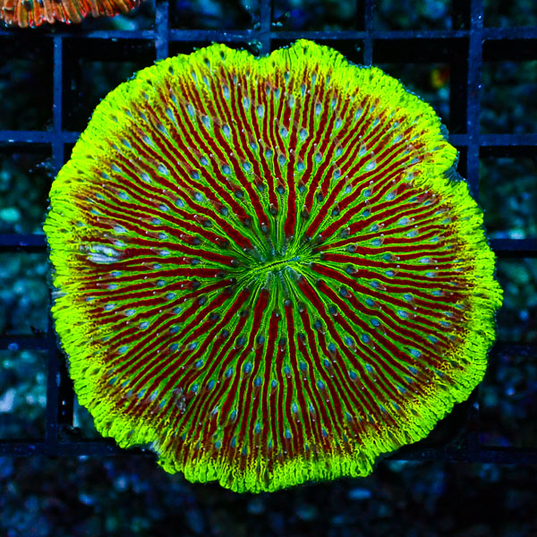 Fungia MC Fireline Glow