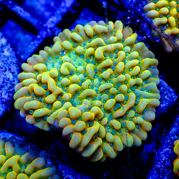 Montipora MC Tropical Pulse