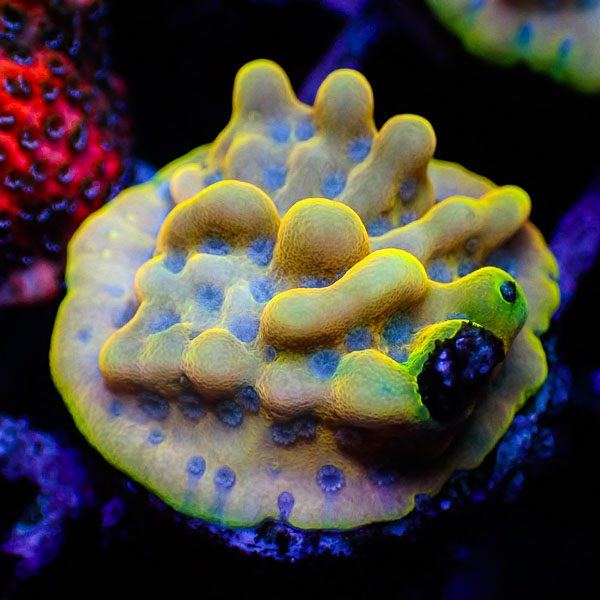 Montipora MC Crazy T.