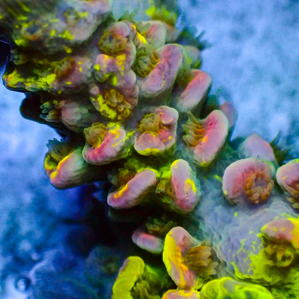 Acropora Crafted