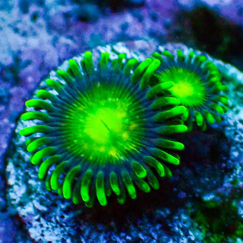 Zoanthus MC Radio Active