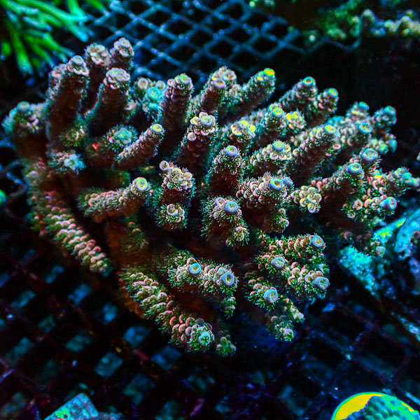 Acropora Homewrecker Multicolor