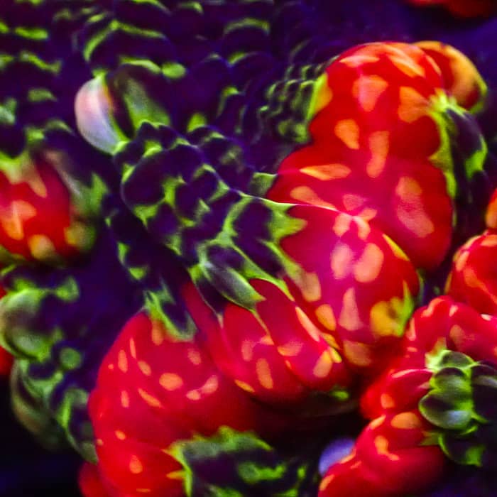 Cynarina MC Inferno Blossom