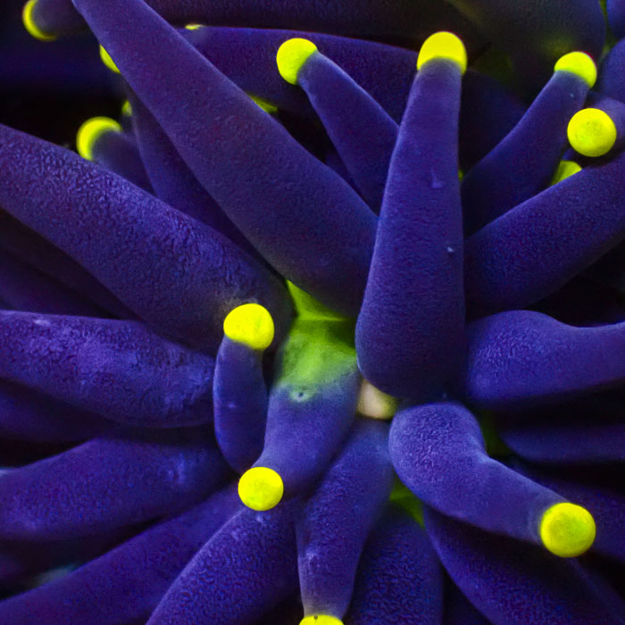 Euphyllia Black Torch Yellow Tips