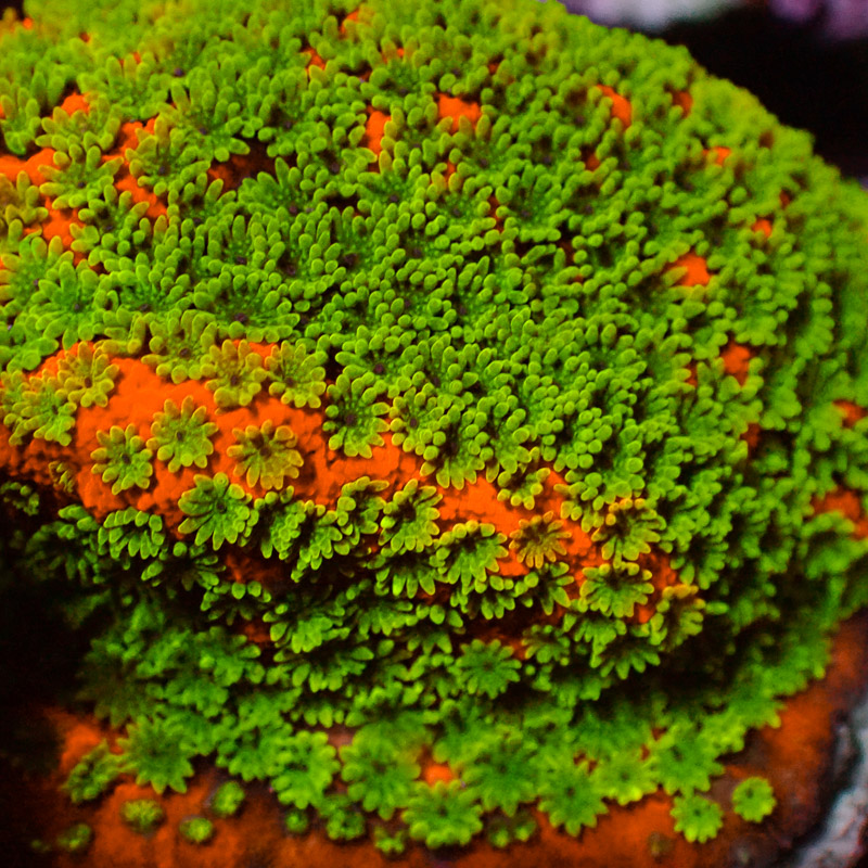 Montipora MC Gold Rush Frag 02