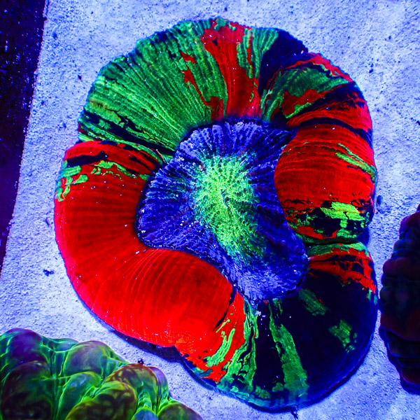Trachyphyllia MC Dragon Heart