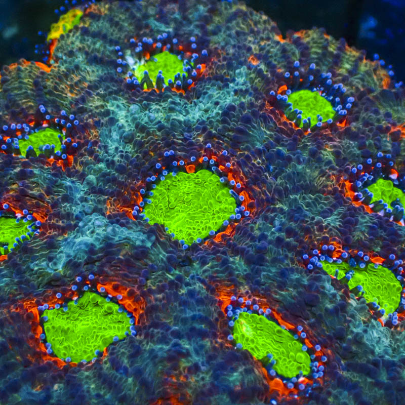 Acanthastrea Echinata